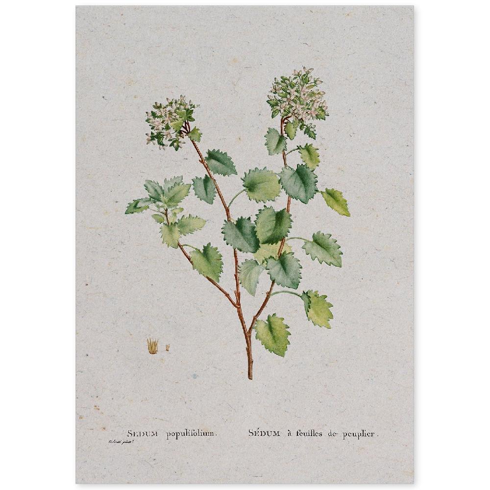 nacnic Lámina de Naturaleza en Acuarela de Pierre-Joseph Redouté