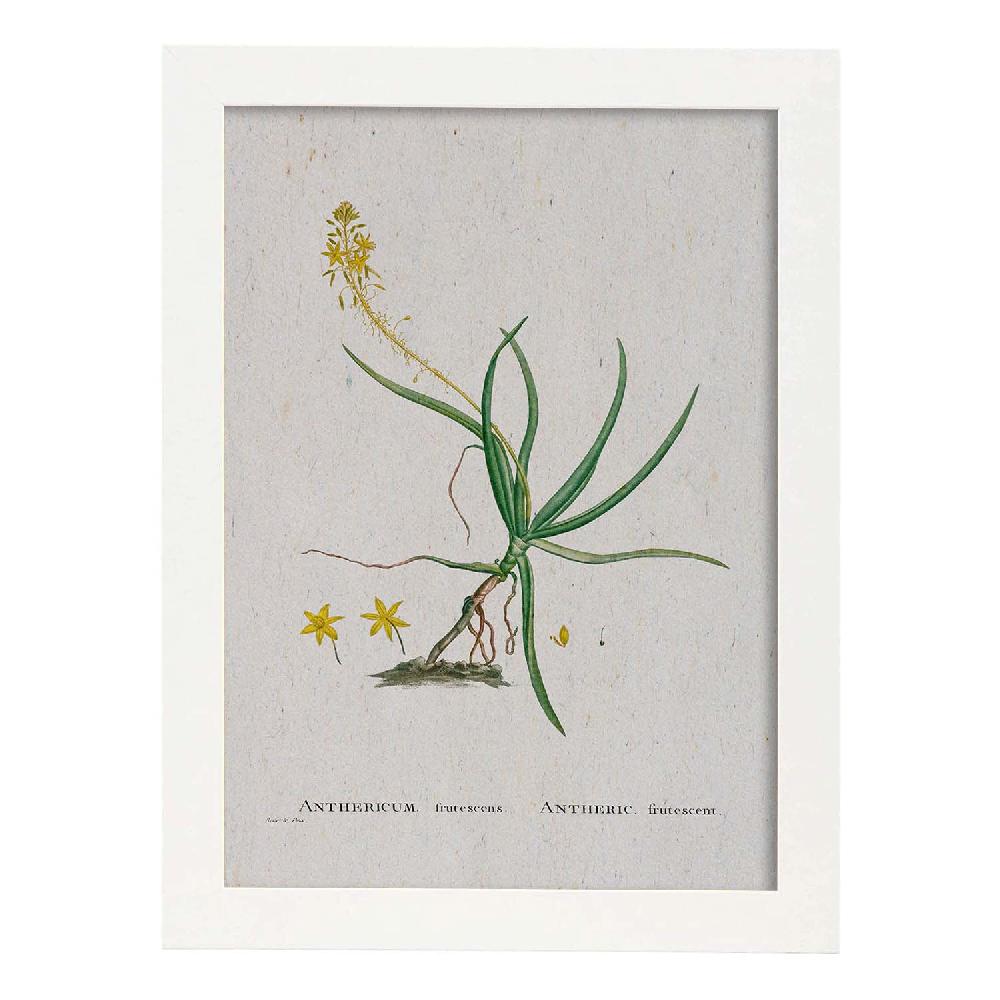 Nacnic Lámina De Naturaleza En Acuarela De Pierre-Joseph Redouté