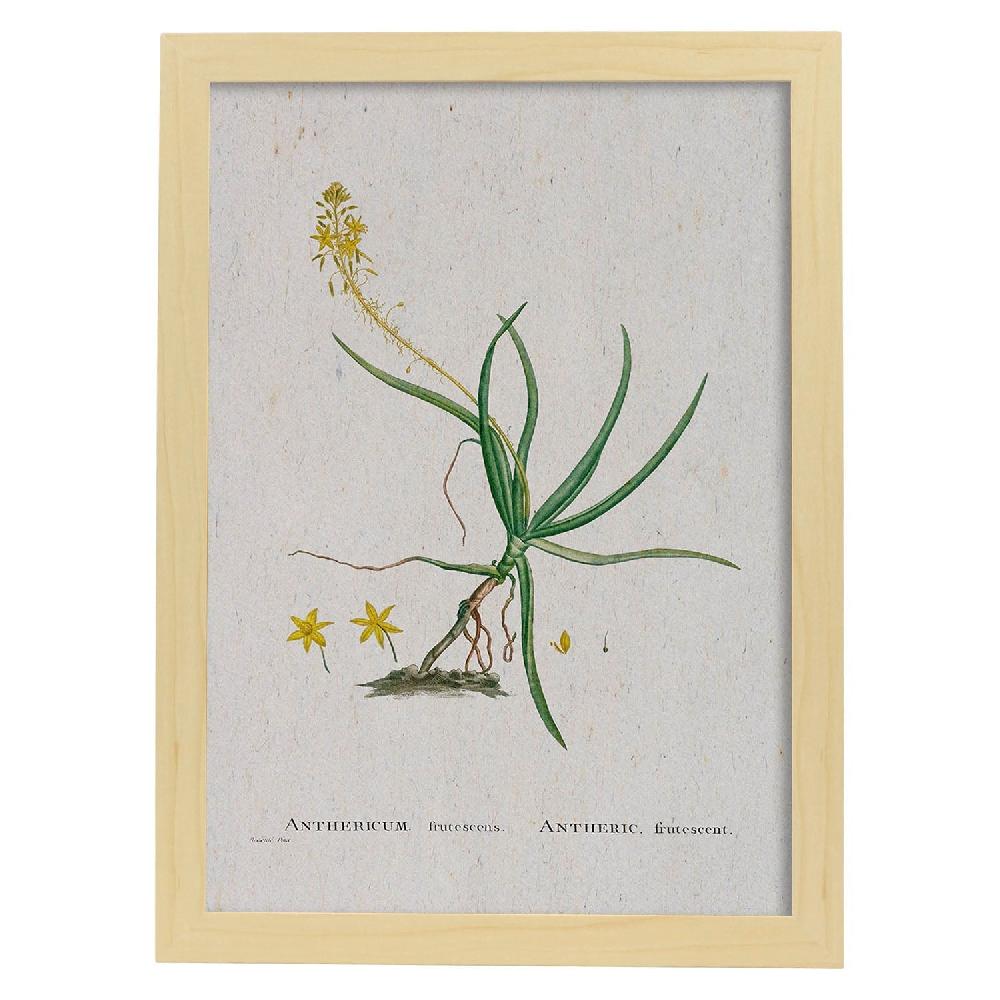 Nacnic Lámina De Naturaleza En Acuarela De Pierre-Joseph Redouté
