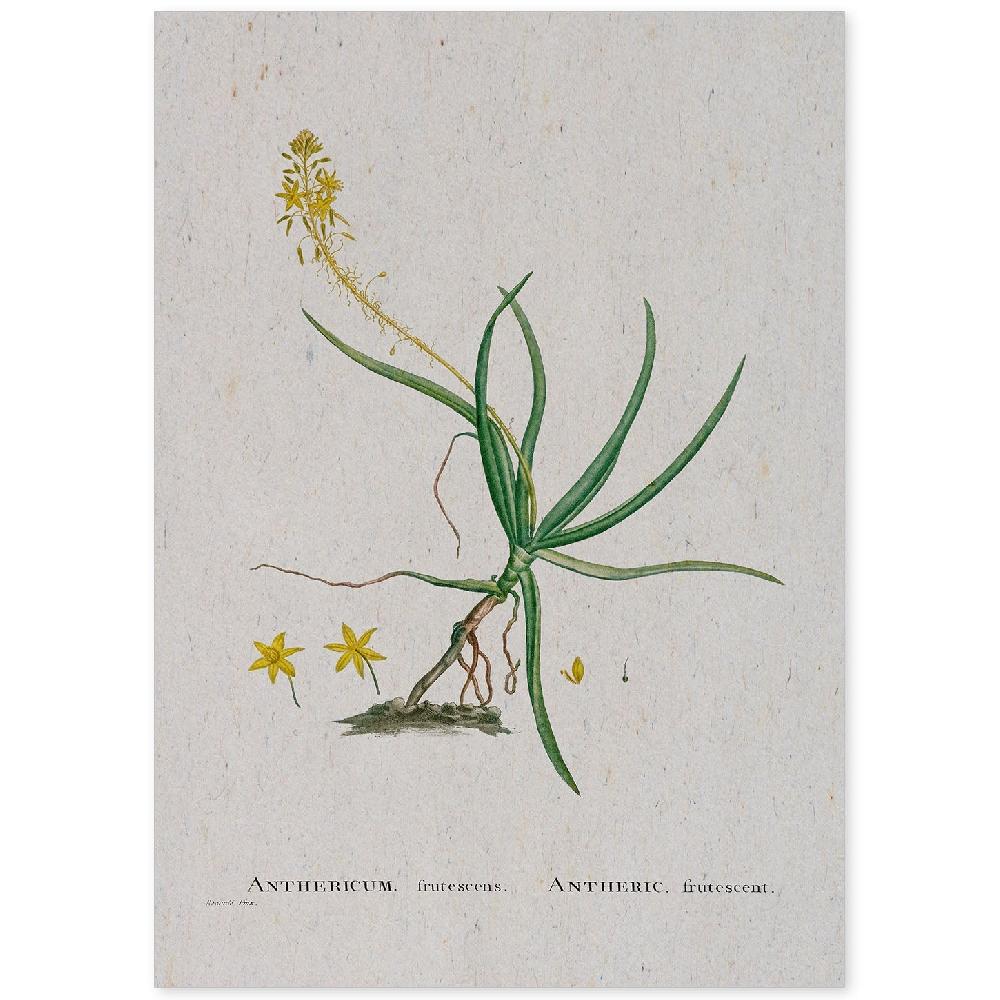 nacnic Lámina de Naturaleza en Acuarela de Pierre-Joseph Redouté