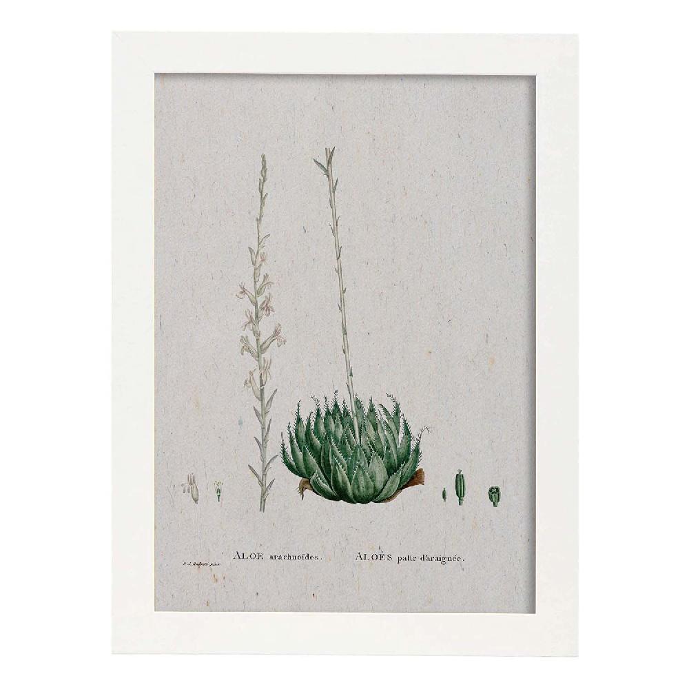Nacnic Lámina De Naturaleza En Acuarela De Pierre-Joseph Redouté
