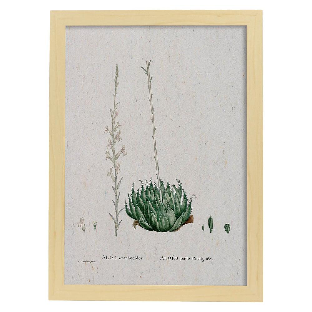 Nacnic Lámina De Naturaleza En Acuarela De Pierre-Joseph Redouté