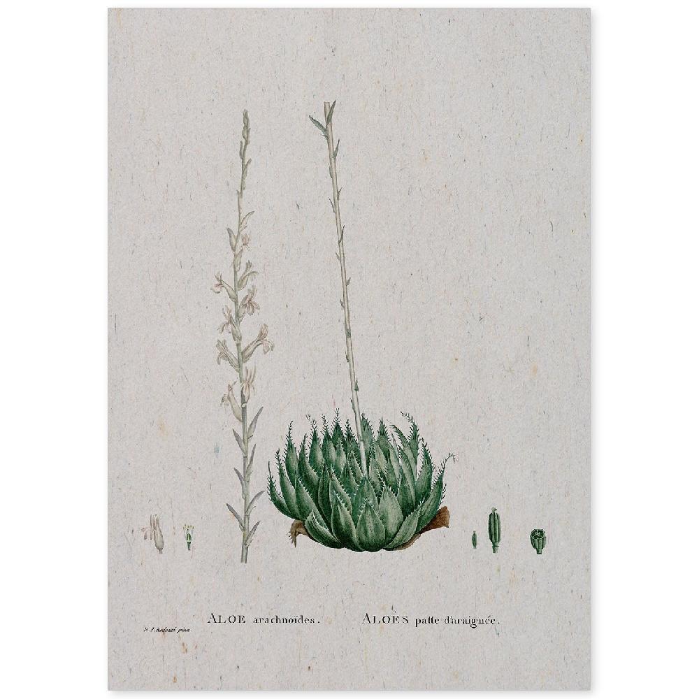 nacnic Lámina de Naturaleza en Acuarela de Pierre-Joseph Redouté