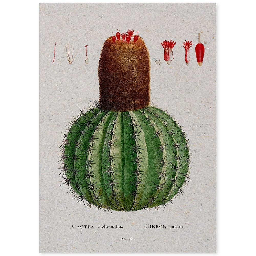 nacnic Lámina de Naturaleza en Acuarela de Pierre-Joseph Redouté