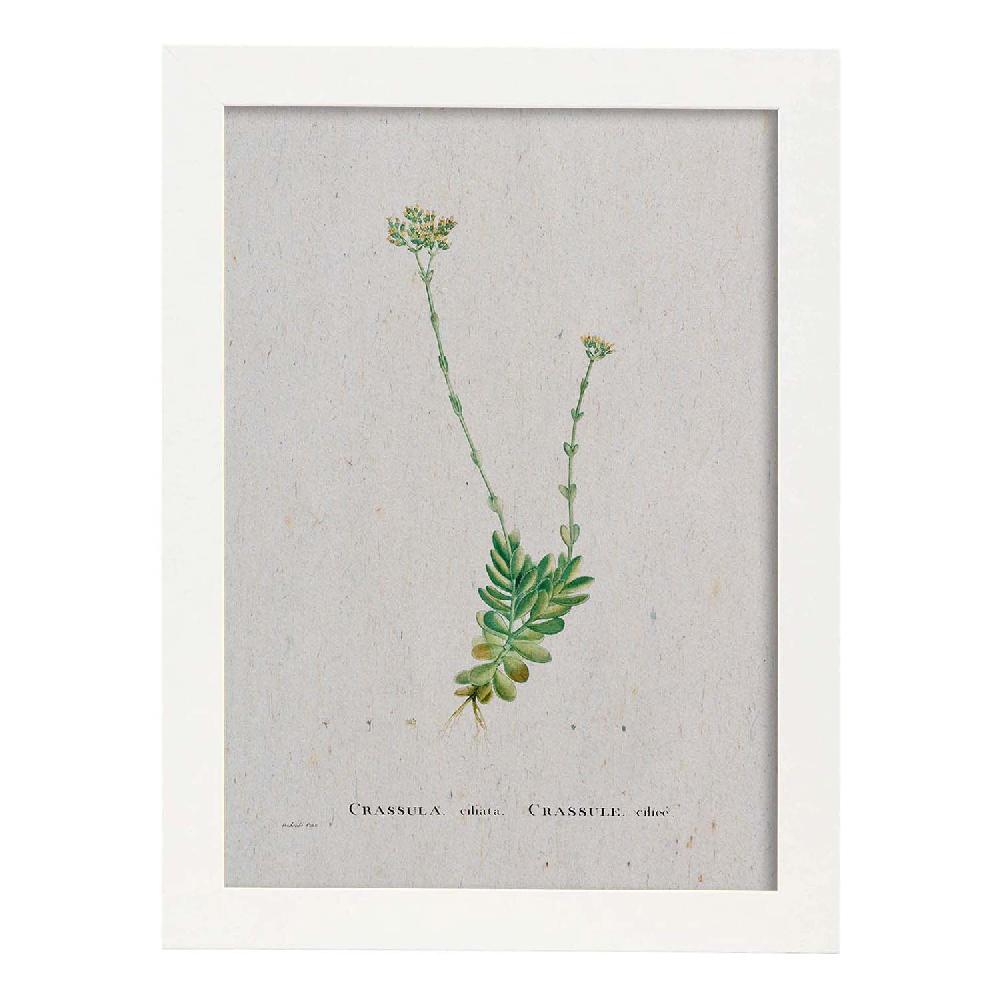 Nacnic Lámina De Naturaleza En Acuarela - Pierre-Joseph Redouté