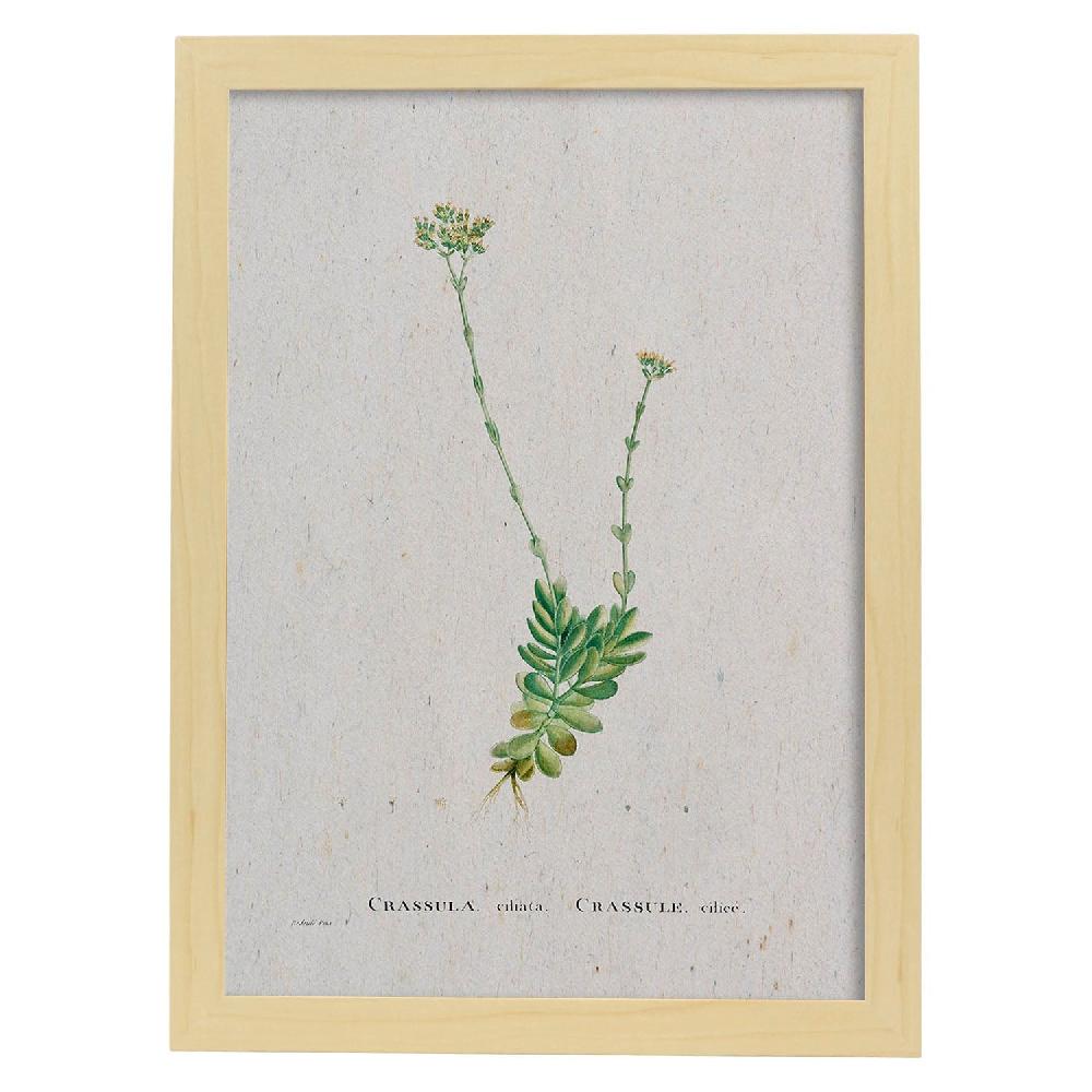 Nacnic Lámina De Naturaleza En Acuarela - Pierre-Joseph Redouté