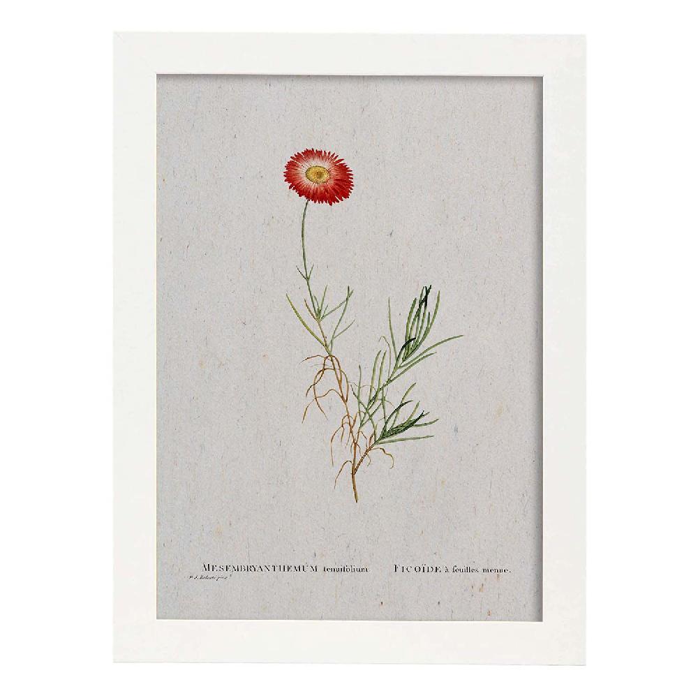 Nacnic Lámina De Naturaleza En Acuarela Pierre-Joseph Redouté