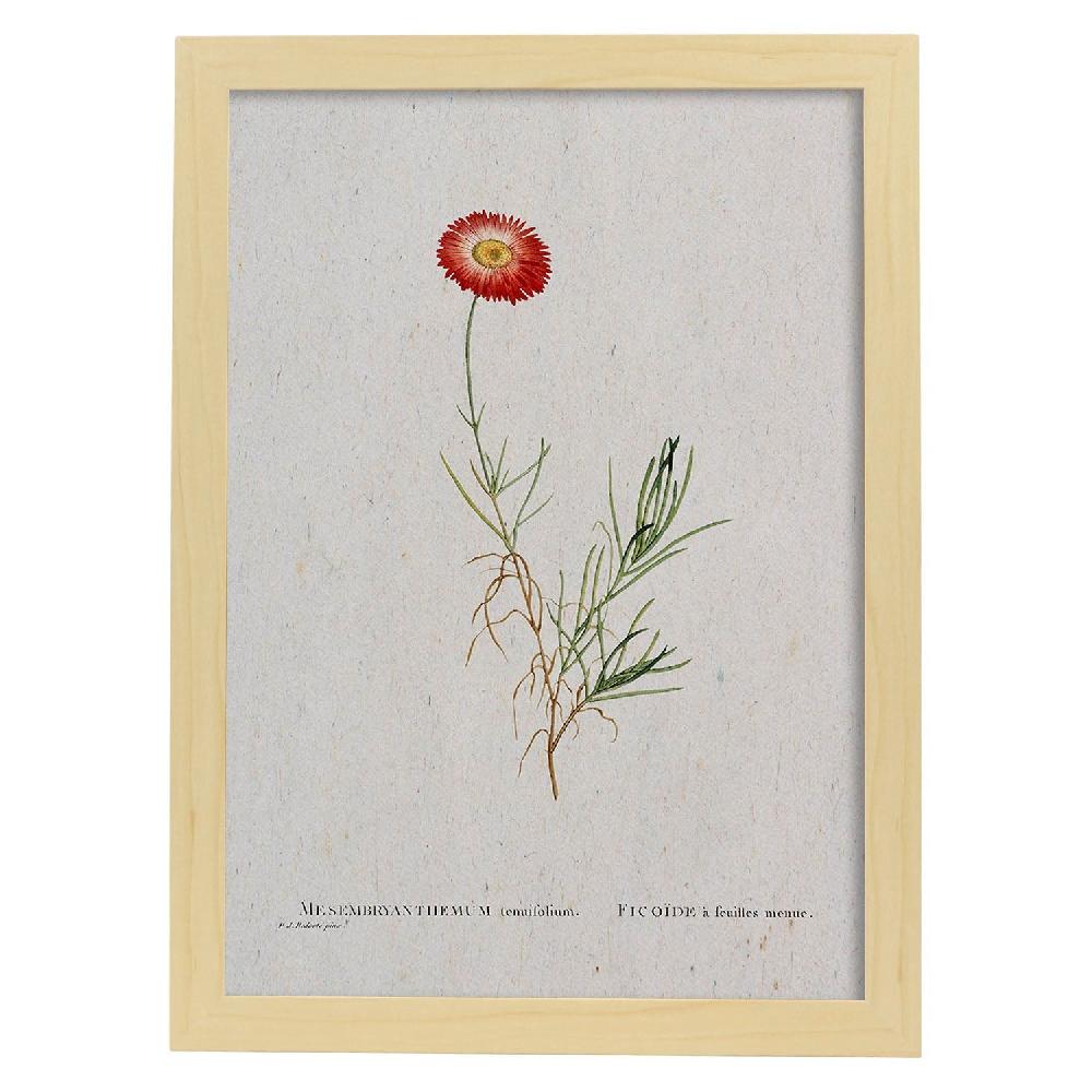 Nacnic Lámina De Naturaleza En Acuarela Pierre-Joseph Redouté