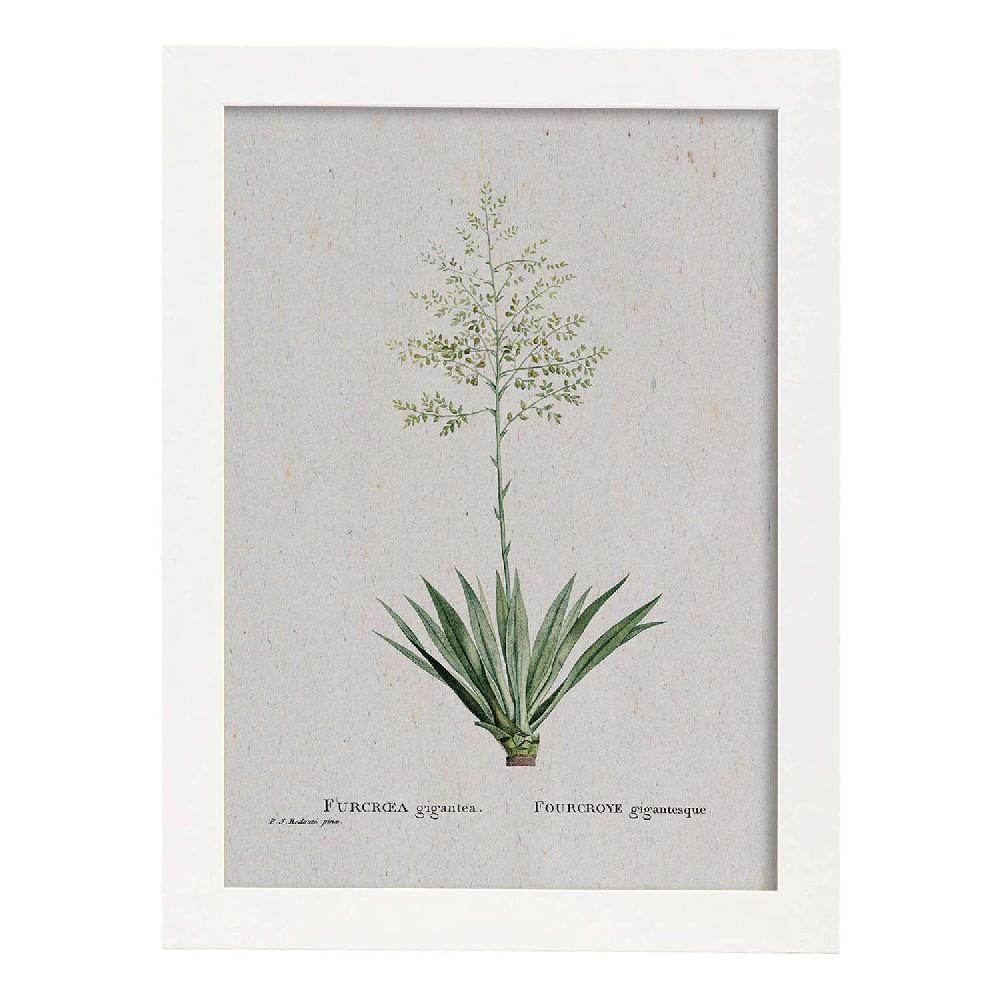 Nacnic Lámina De Naturaleza En Acuarela Pierre-Joseph Redouté