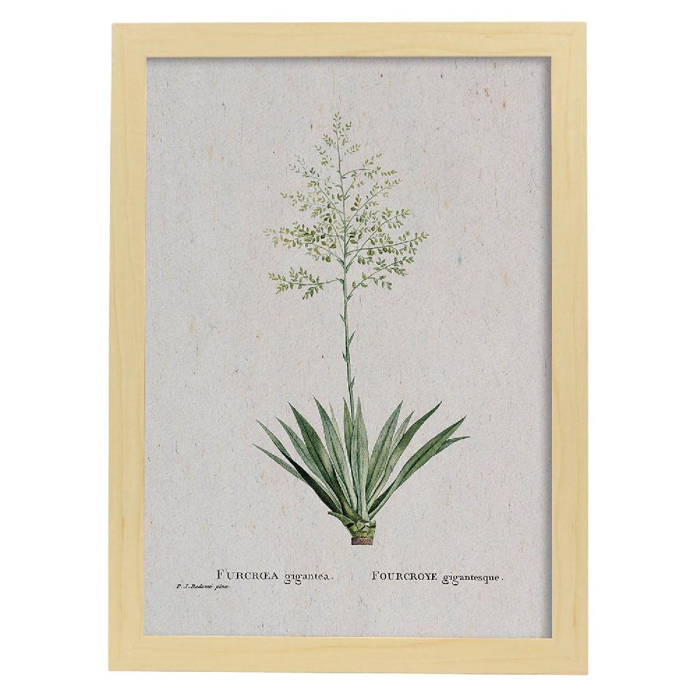 Nacnic Lámina De Naturaleza En Acuarela Pierre-Joseph Redouté