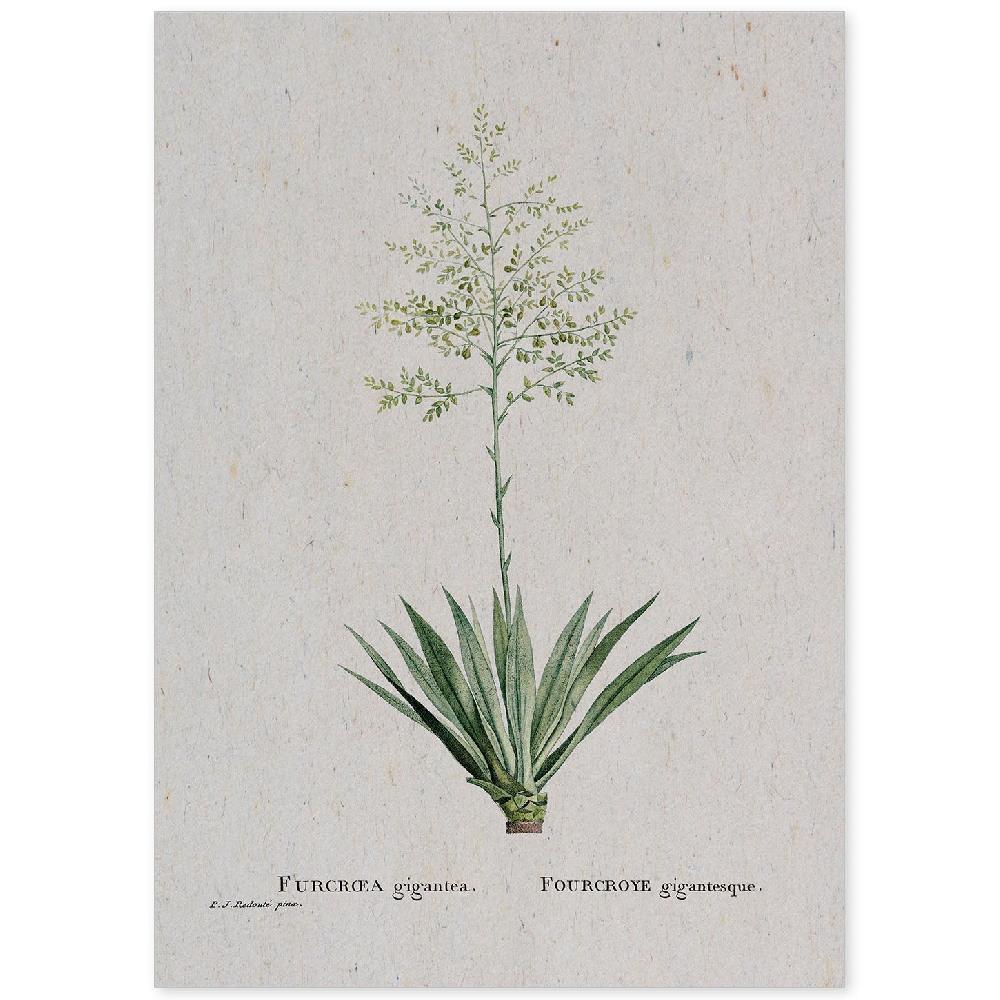 nacnic Lámina de Naturaleza en Acuarela Pierre-Joseph Redouté