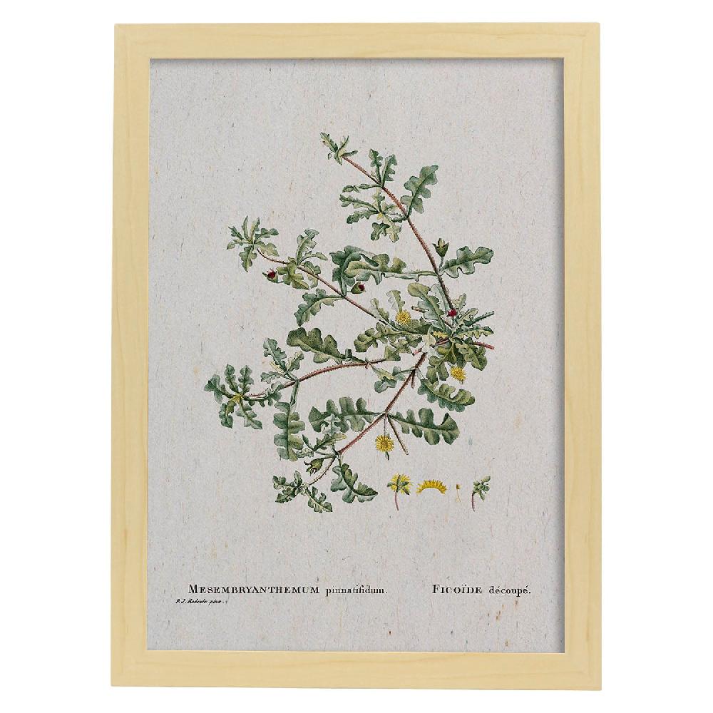 Nacnic Lámina De Naturaleza En Acuarela Pierre-Joseph Redouté
