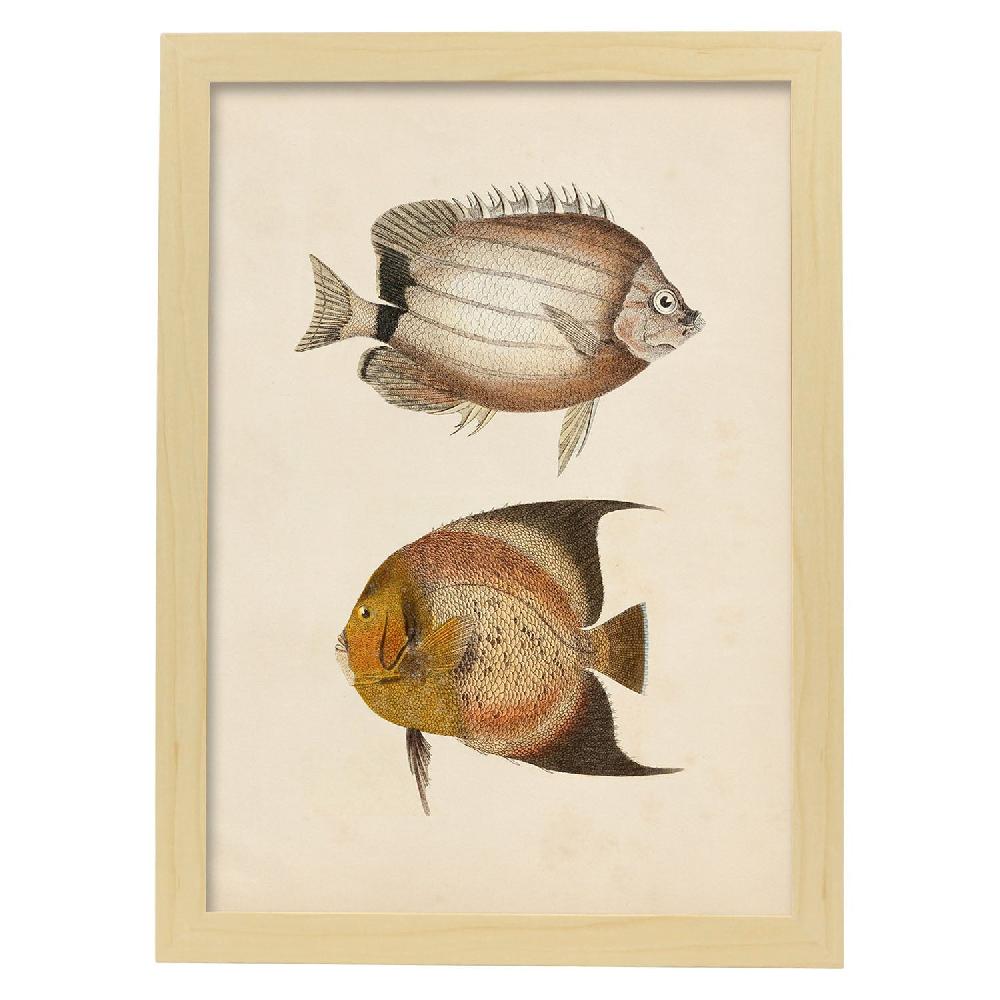 Nacnic Lámina De Peces Marrón Y Naranja En Papel Vintage