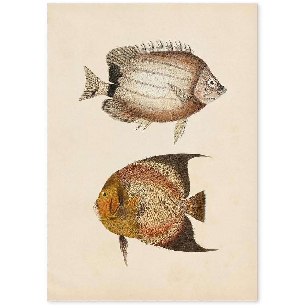 nacnic Lámina de Peces Marrón y Naranja en Papel Vintage