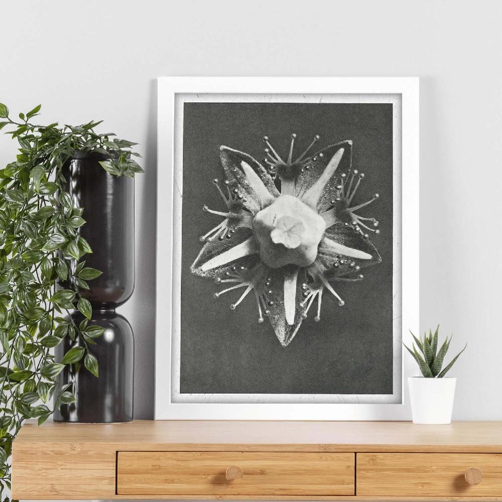 Nacnic Lámina Ilustrada De Planta En Blanco Y Negro