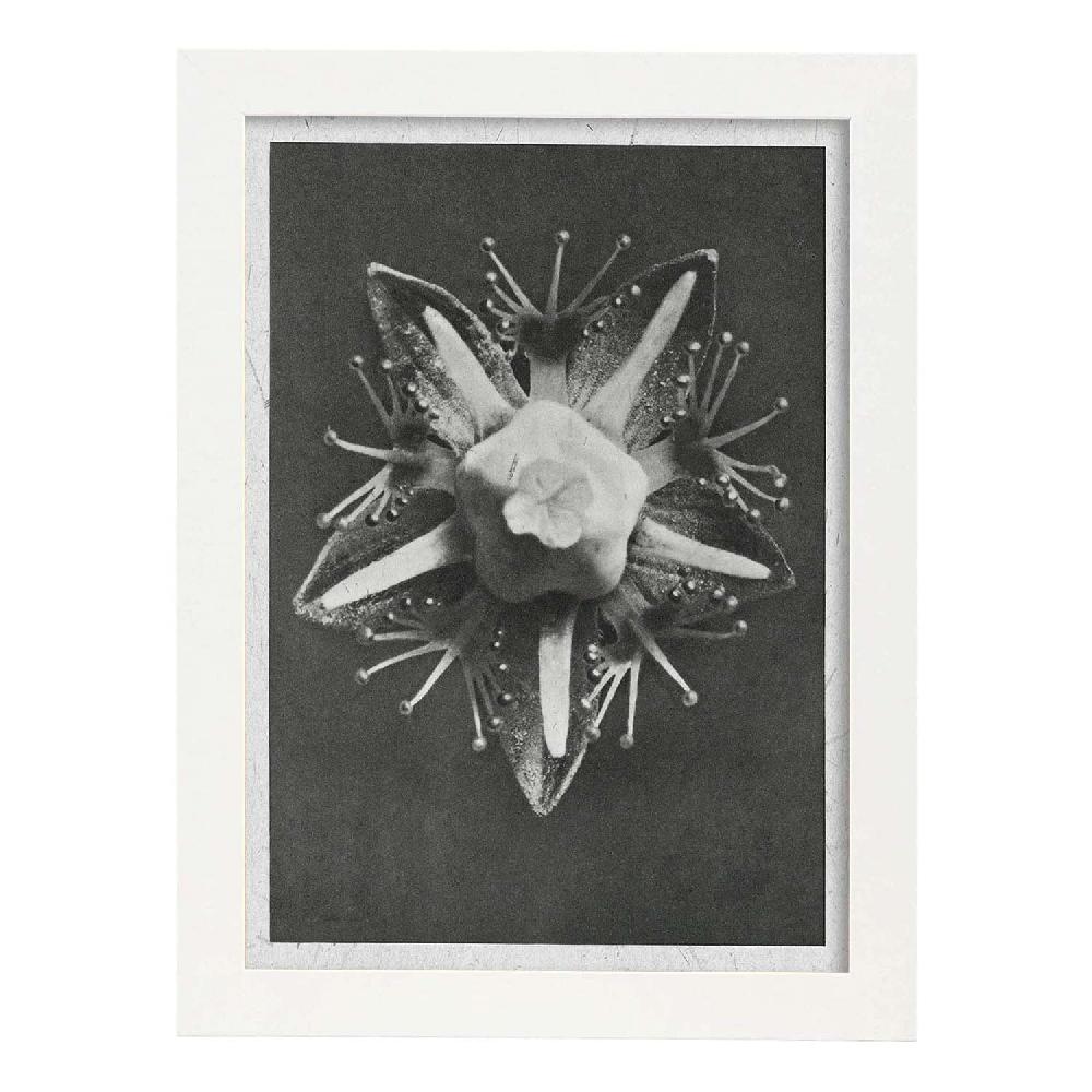 Nacnic Lámina Ilustrada De Planta En Blanco Y Negro