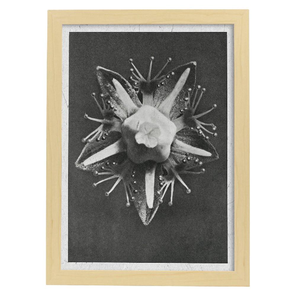 Nacnic Lámina Ilustrada De Planta En Blanco Y Negro