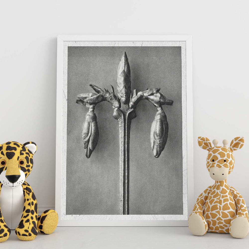 Nacnic Lámina Ilustrada De Planta En Blanco Y Negro