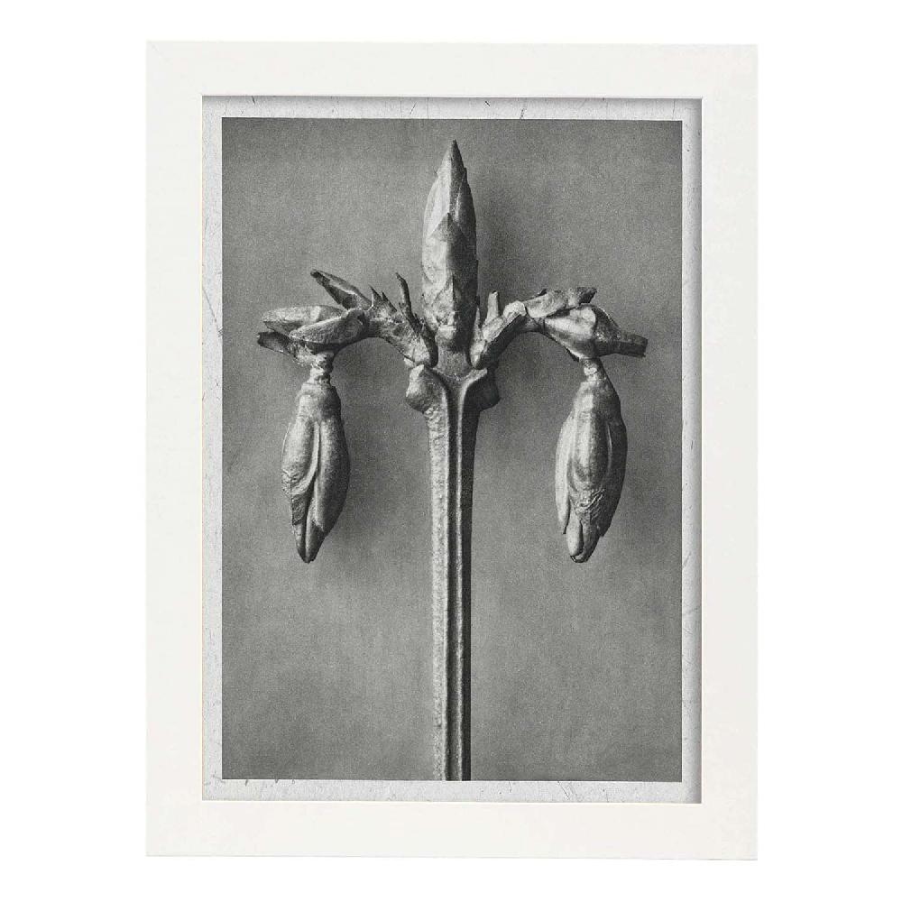 Nacnic Lámina Ilustrada De Planta En Blanco Y Negro