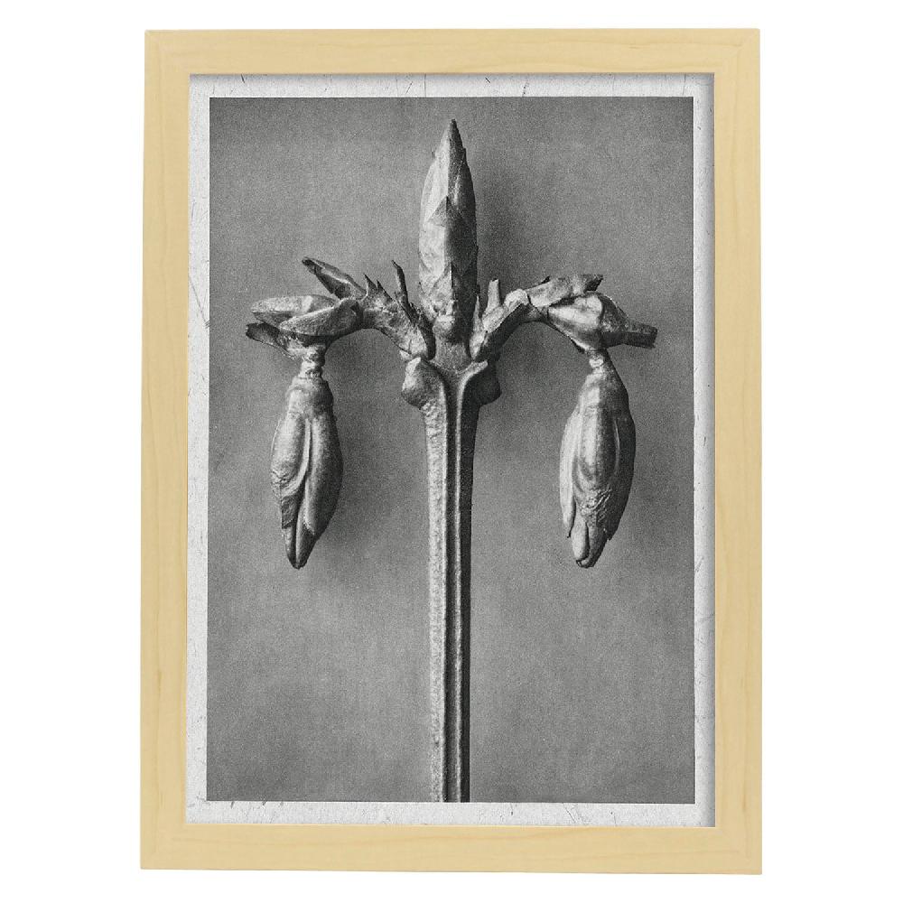 Nacnic Lámina Ilustrada De Planta En Blanco Y Negro