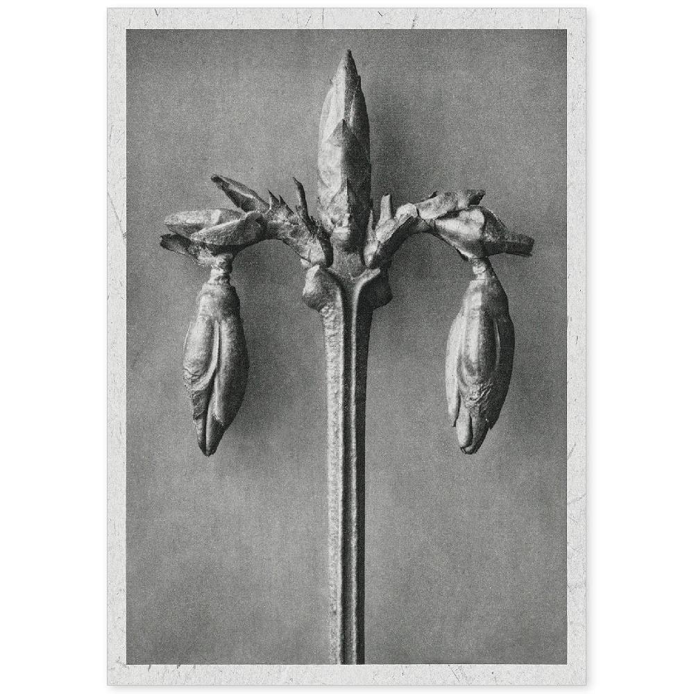 nacnic Lámina Ilustrada de Planta en Blanco y Negro