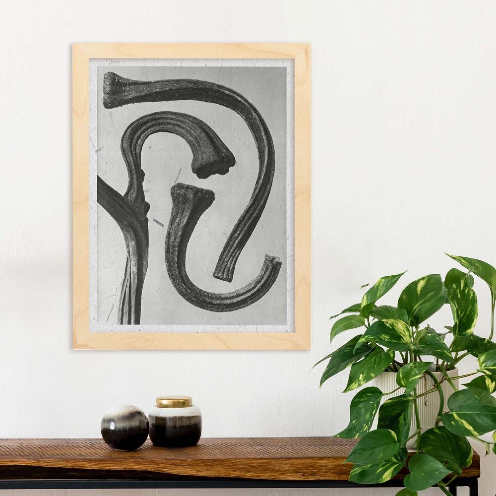 Nacnic Lámina Ilustrada De Planta En Blanco Y Negro