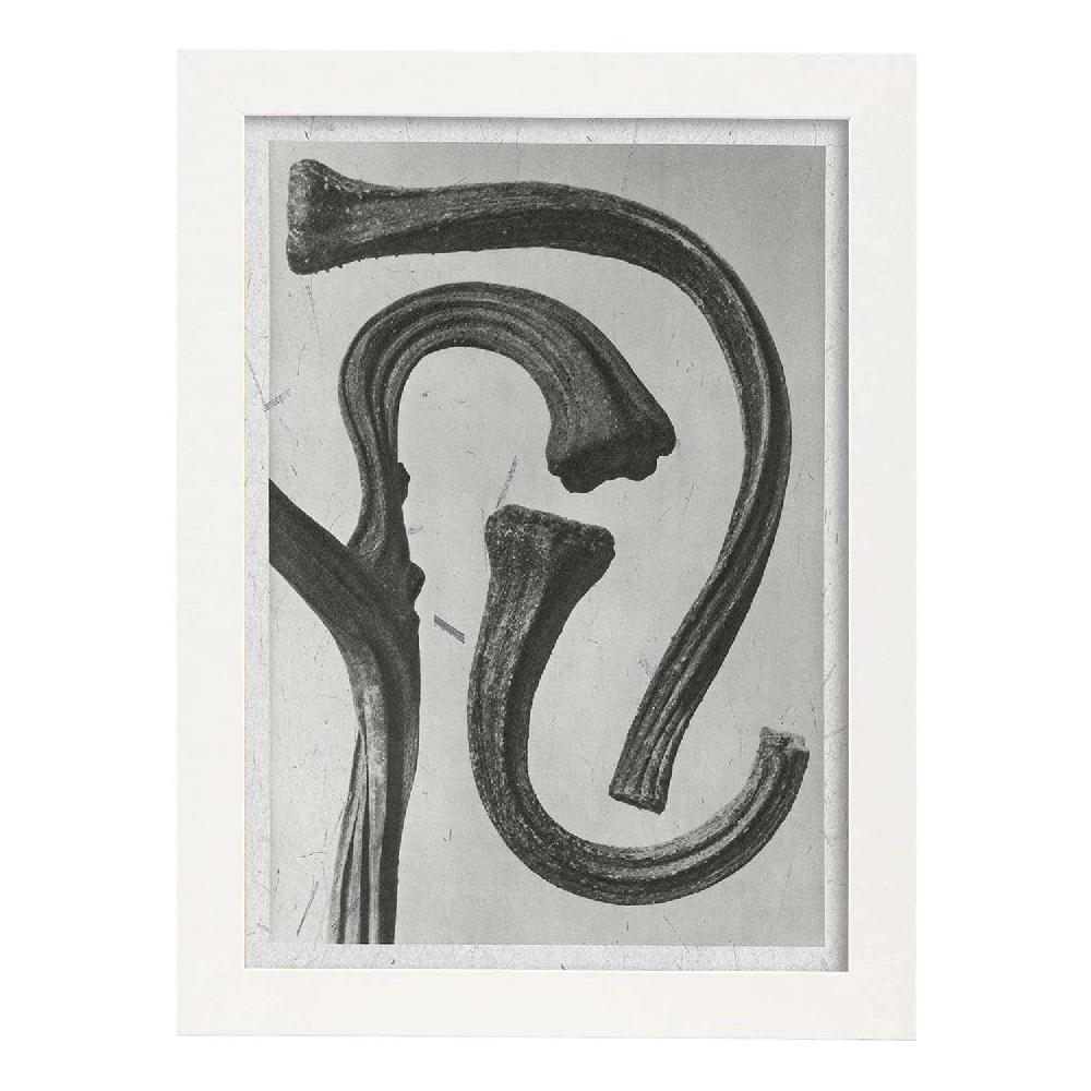 Nacnic Lámina Ilustrada De Planta En Blanco Y Negro