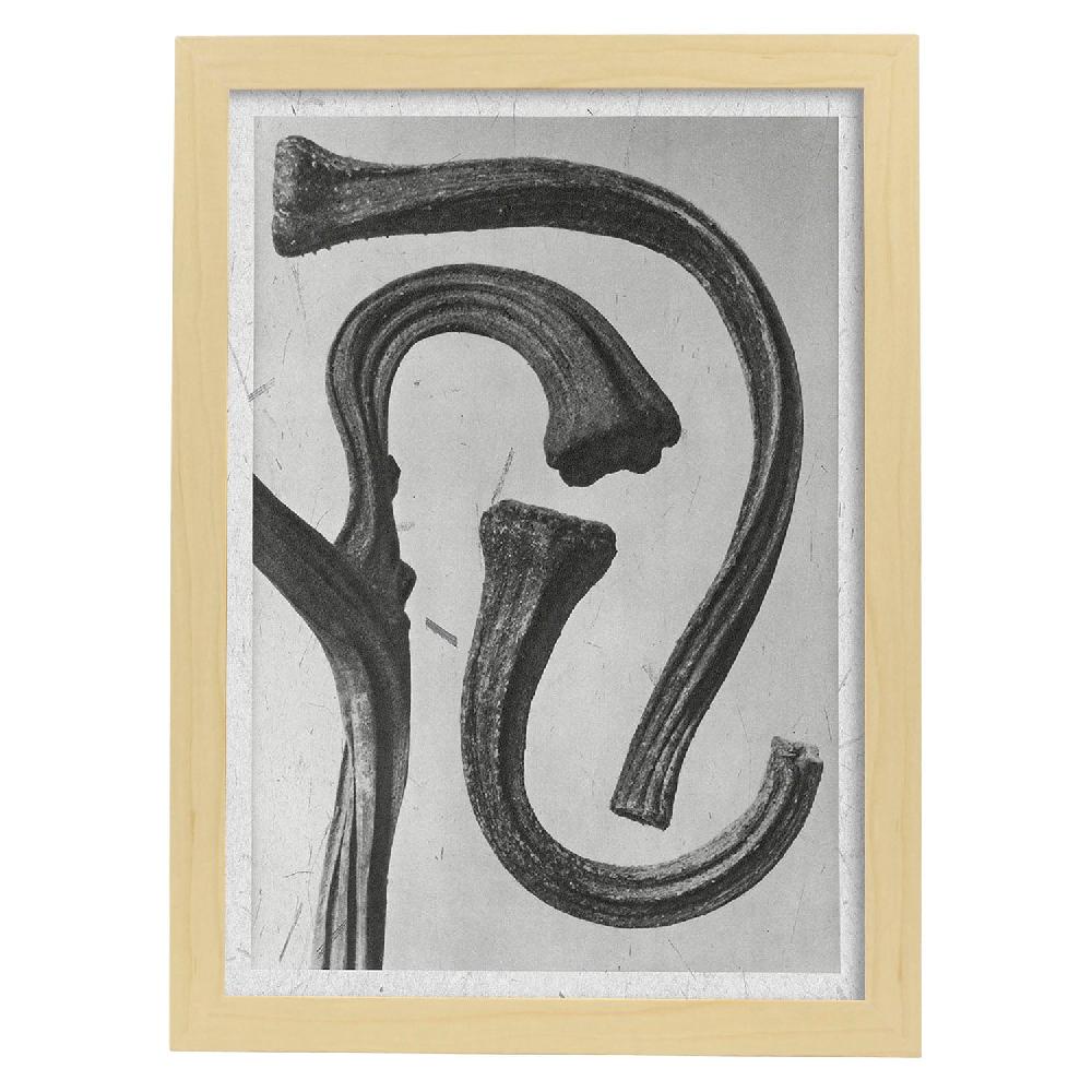 Nacnic Lámina Ilustrada De Planta En Blanco Y Negro