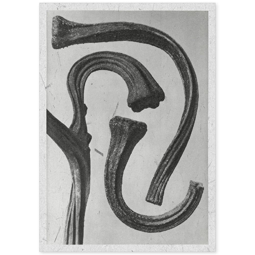 nacnic Lámina Ilustrada de Planta en Blanco y Negro