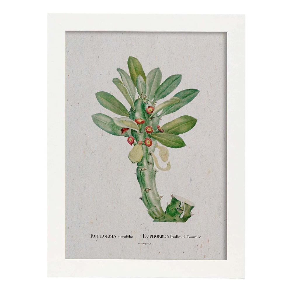 Nacnic Lámina Naturaleza Acuarela De Pierre-Joseph Redouté