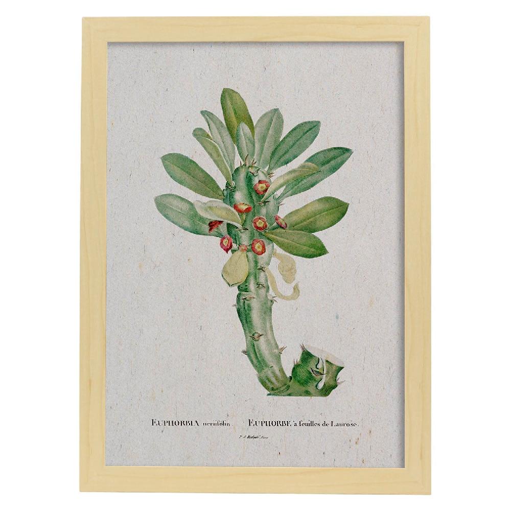 Nacnic Lámina Naturaleza Acuarela De Pierre-Joseph Redouté