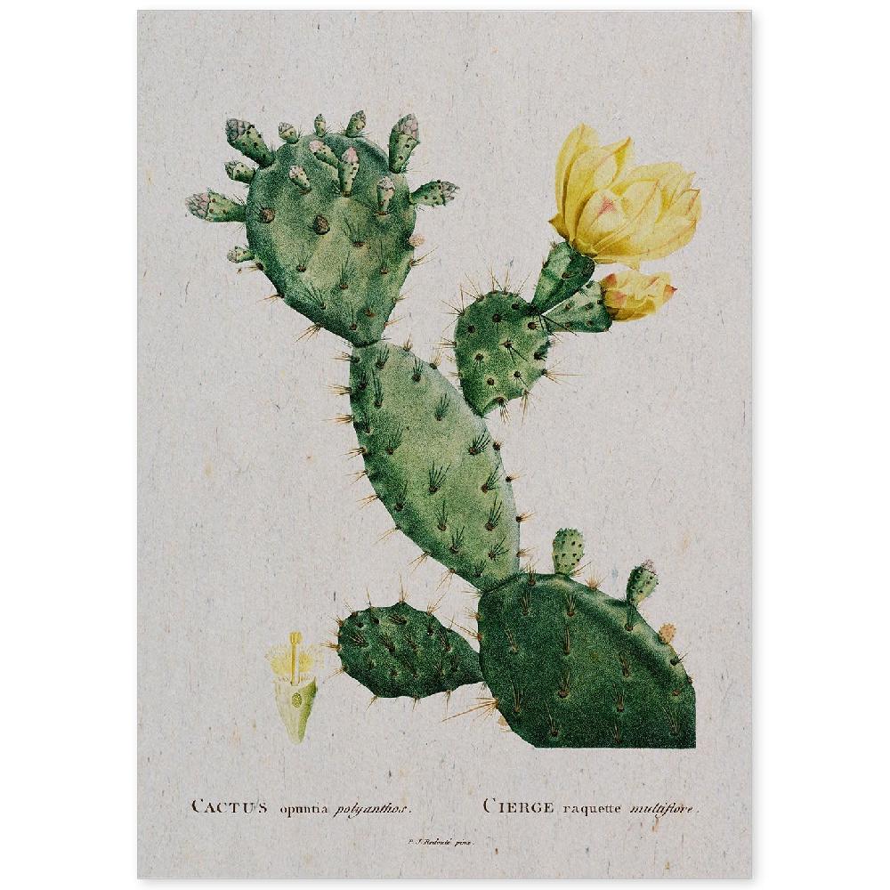 nacnic Lámina Naturaleza Acuarela de Pierre-Joseph Redouté