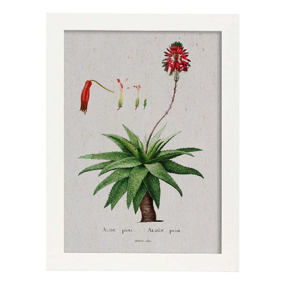 Nacnic Lámina Naturaleza Acuarela De Pierre-Joseph Redouté