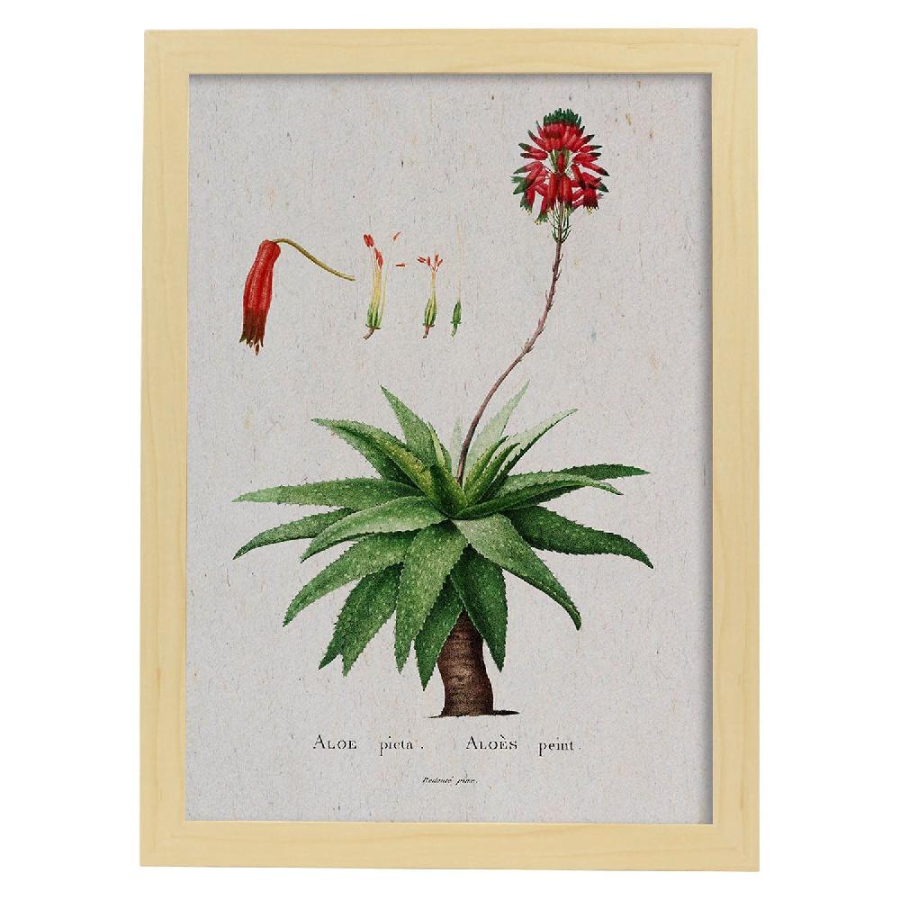 Nacnic Lámina Naturaleza Acuarela De Pierre-Joseph Redouté