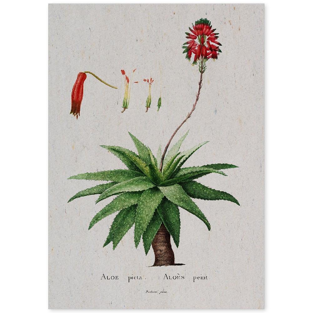 nacnic Lámina Naturaleza Acuarela de Pierre-Joseph Redouté