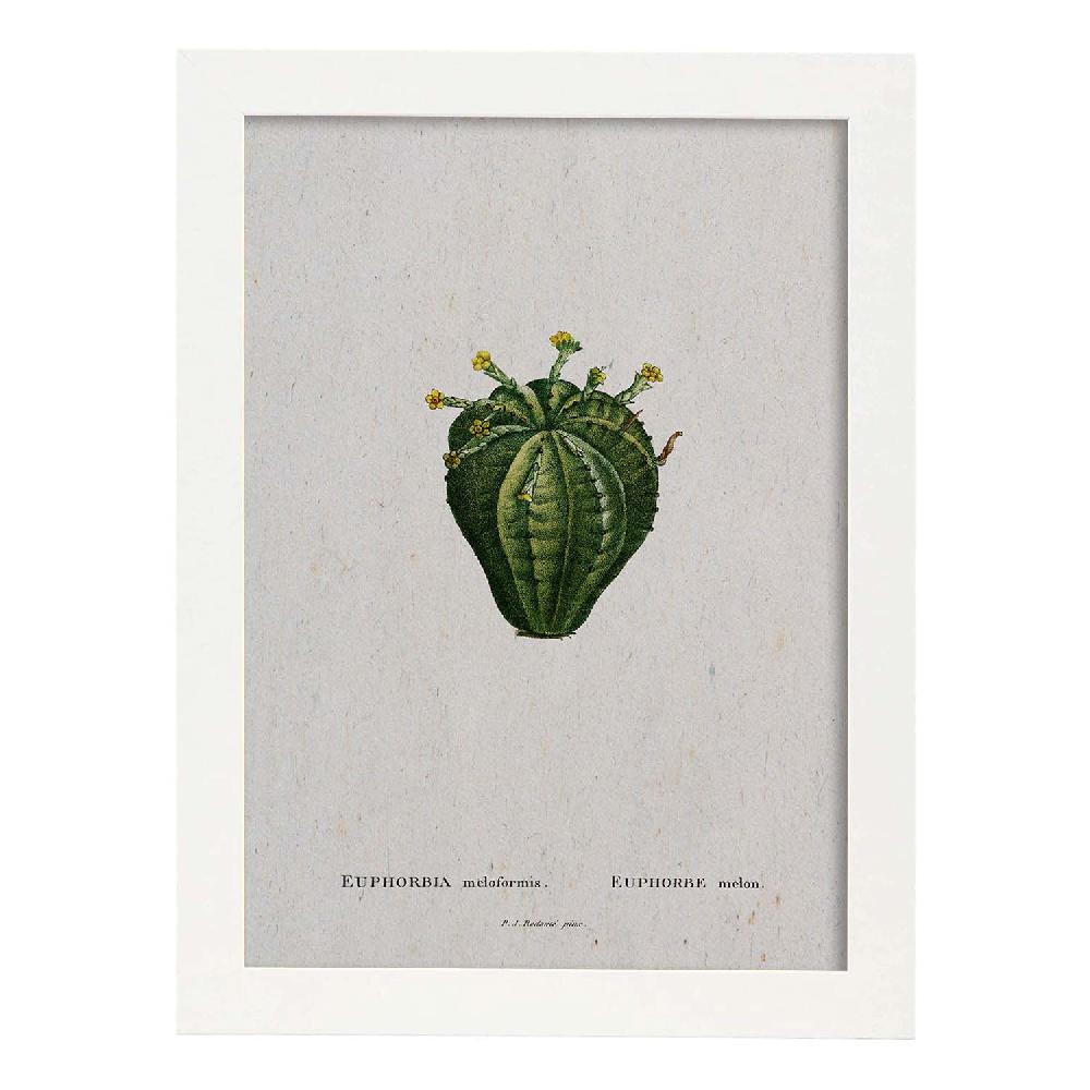 Nacnic Lámina Naturaleza Acuarela De Pierre-Joseph Redouté