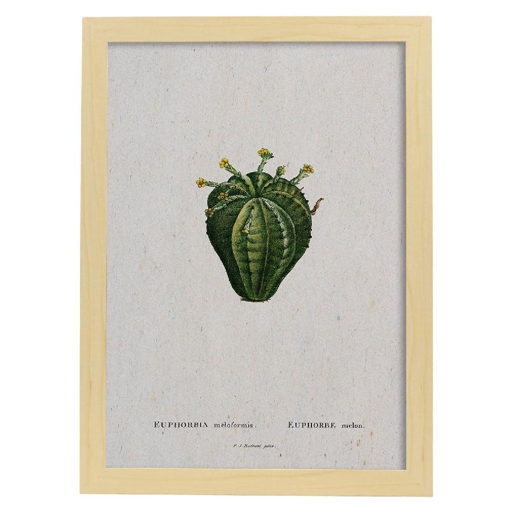 Nacnic Lámina Naturaleza Acuarela De Pierre-Joseph Redouté