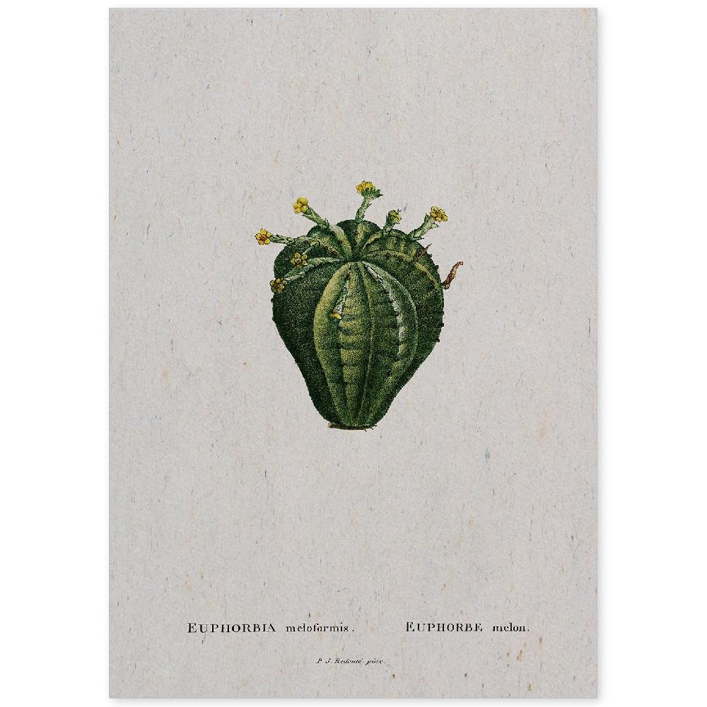 nacnic Lámina Naturaleza Acuarela de Pierre-Joseph Redouté