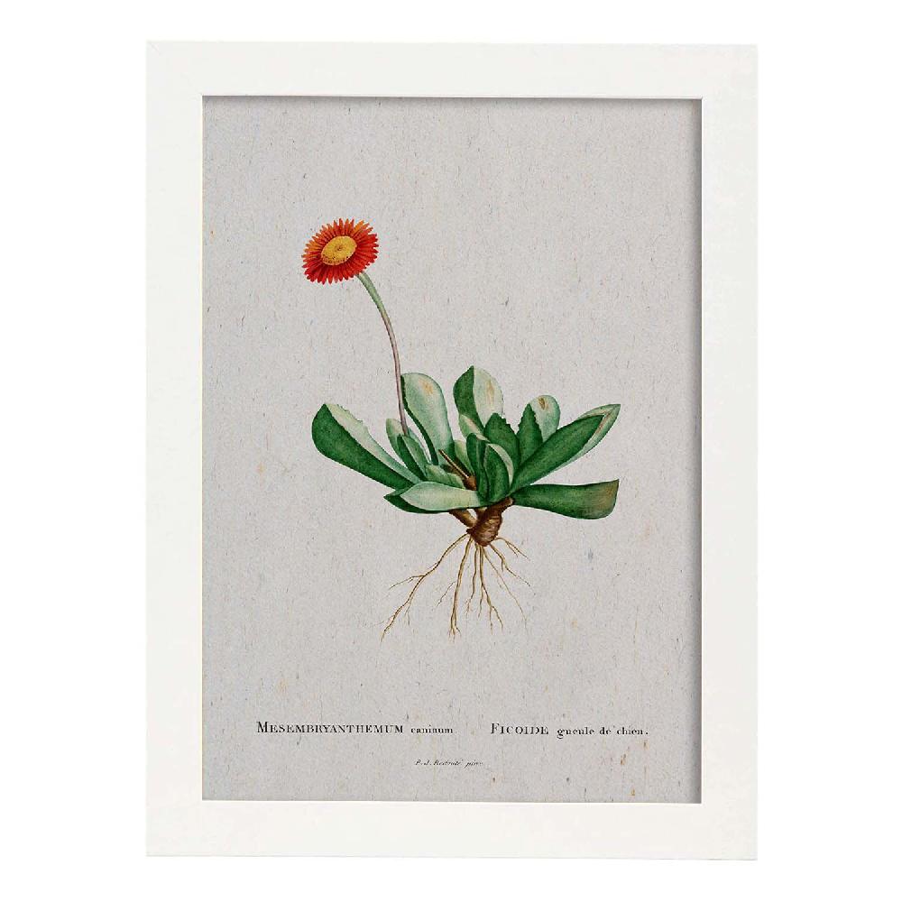 Nacnic Lámina Naturaleza Acuarela De Pierre-Joseph Redouté