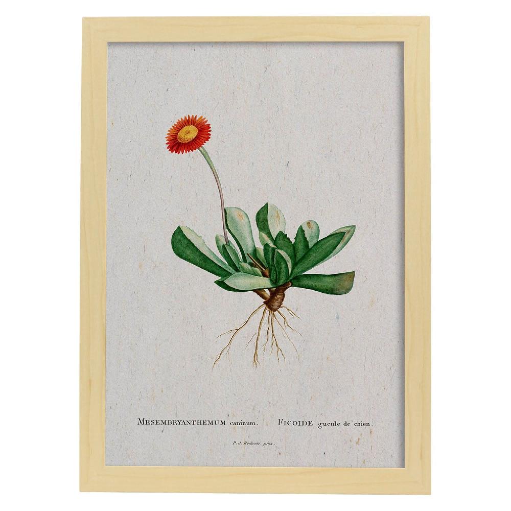 Nacnic Lámina Naturaleza Acuarela De Pierre-Joseph Redouté