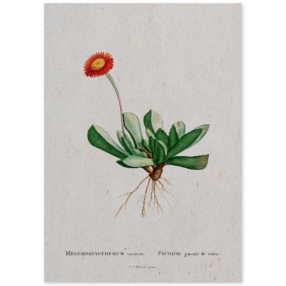 nacnic Lámina Naturaleza Acuarela de Pierre-Joseph Redouté