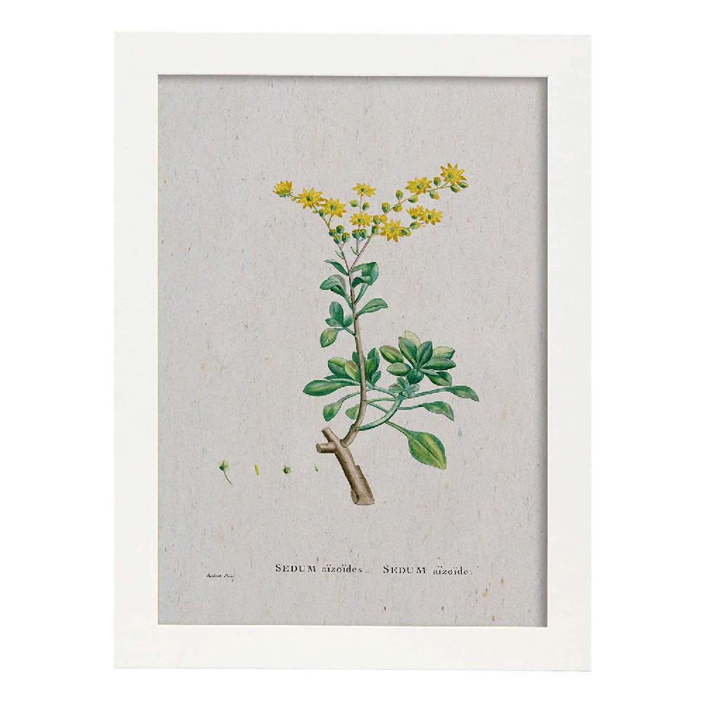 Nacnic Lámina Naturaleza Acuarela De Pierre-Joseph Redouté