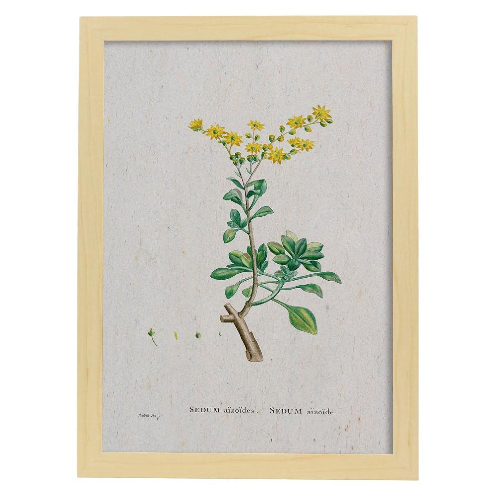 Nacnic Lámina Naturaleza Acuarela De Pierre-Joseph Redouté