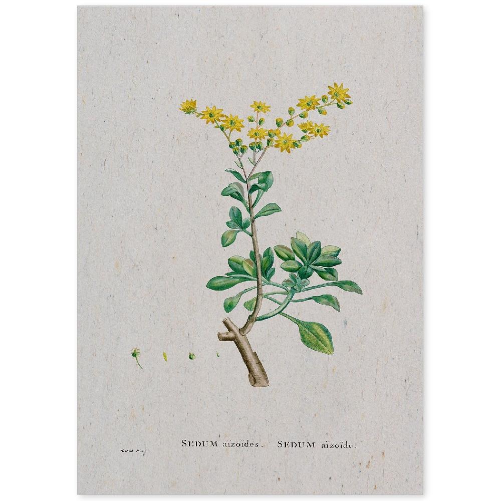 nacnic Lámina Naturaleza Acuarela de Pierre-Joseph Redouté