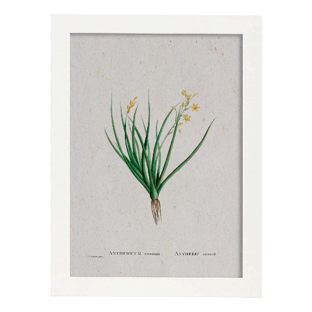 Nacnic Lámina Naturaleza Acuarela De Pierre-Joseph Redouté