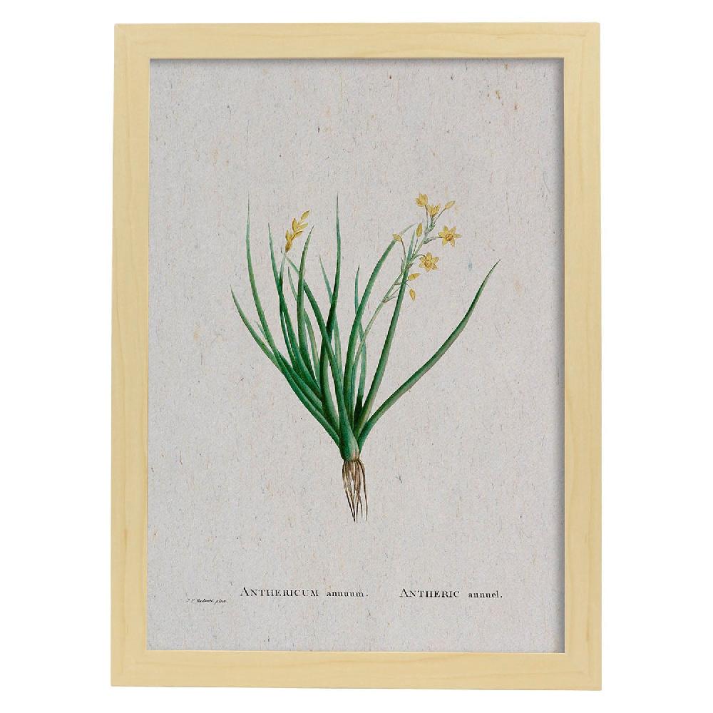 Nacnic Lámina Naturaleza Acuarela De Pierre-Joseph Redouté