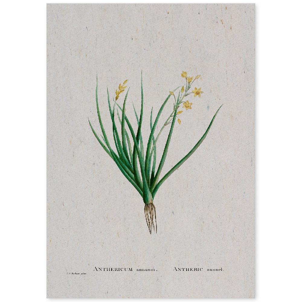 nacnic Lámina Naturaleza Acuarela de Pierre-Joseph Redouté