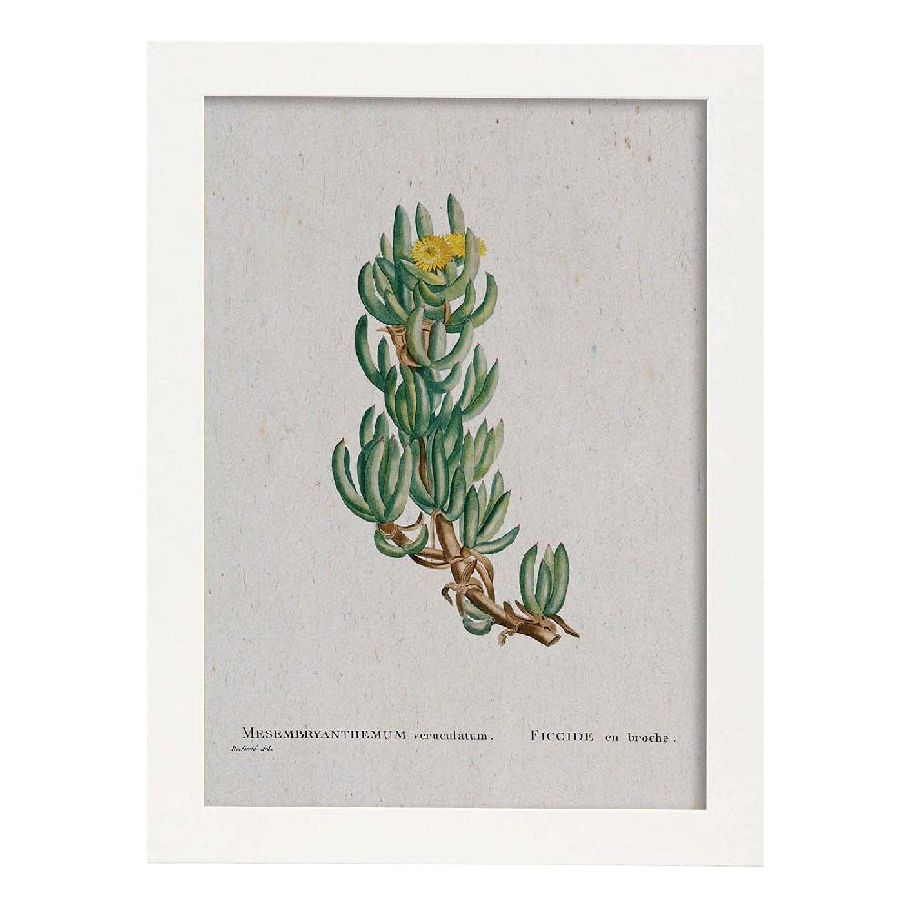 Nacnic Lámina Naturaleza Acuarela De Pierre-Joseph Redouté