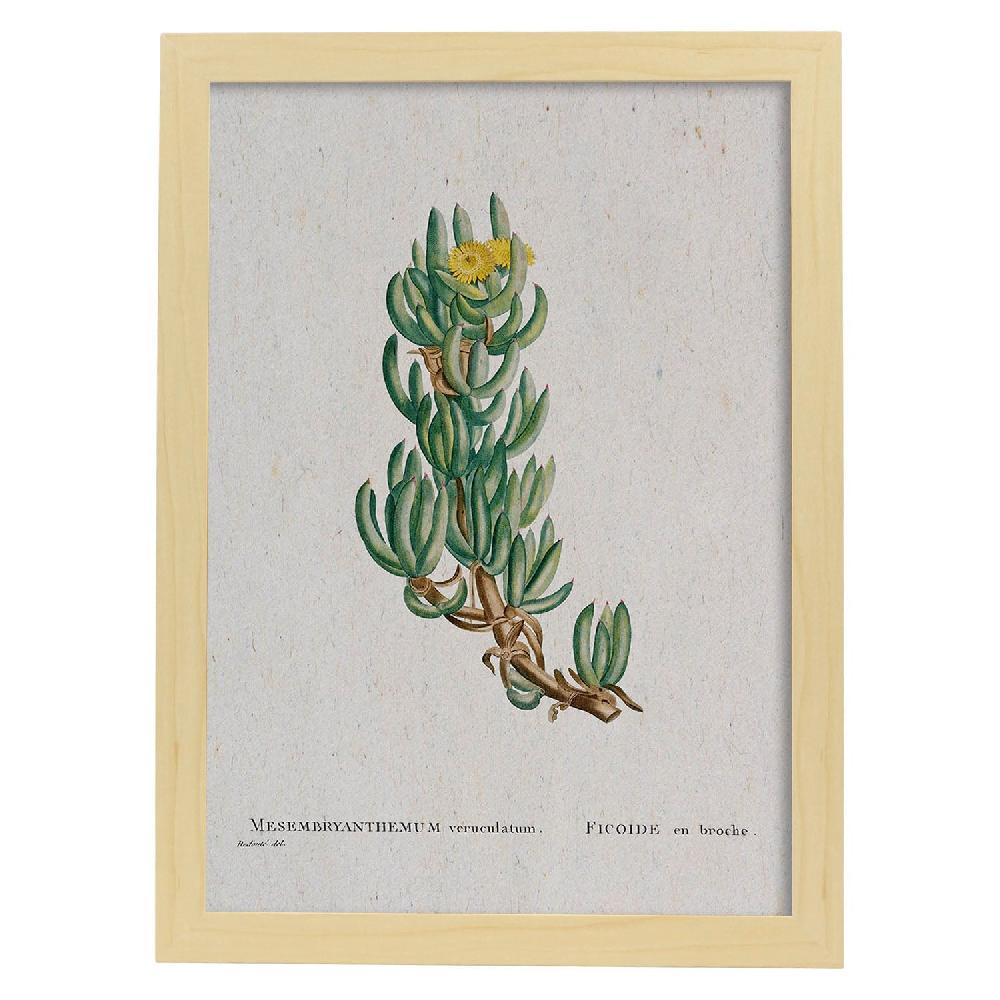 Nacnic Lámina Naturaleza Acuarela De Pierre-Joseph Redouté