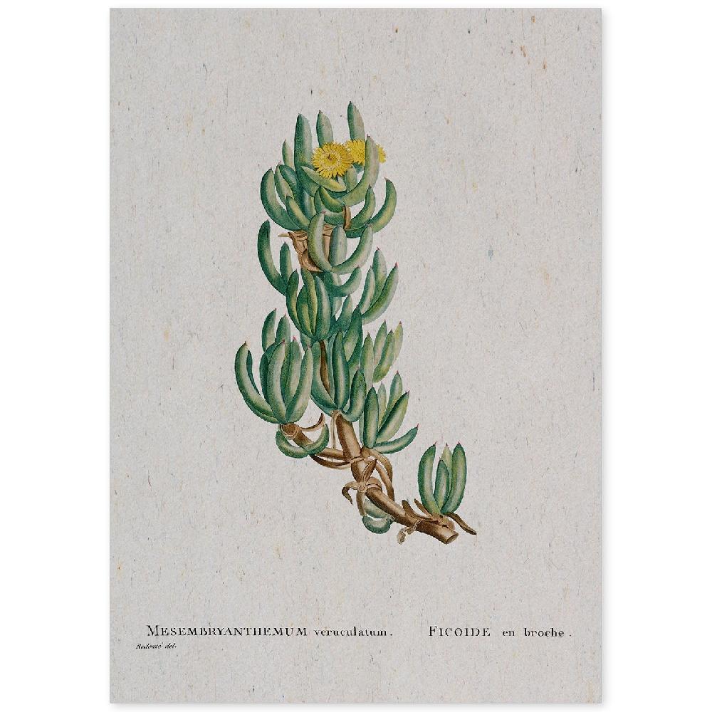 nacnic Lámina Naturaleza Acuarela de Pierre-Joseph Redouté